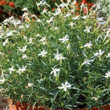 Isotoma Wendy's White - Rock Isotome
