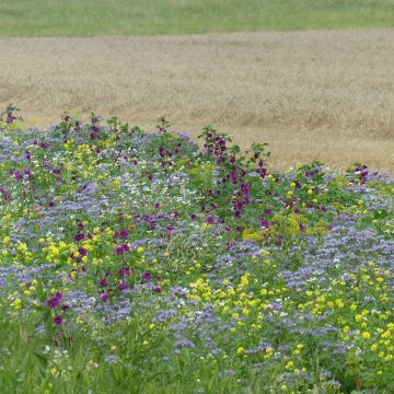 Tübinger organic nectar-rich meadow seed mix