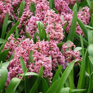 Hyacinthus orientalis Anna Liza
