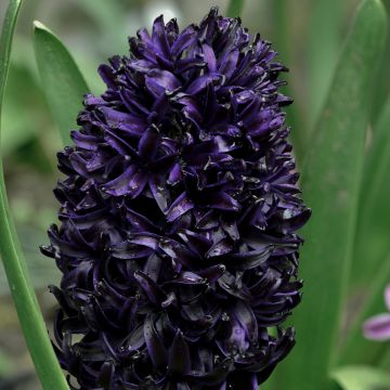 Hyacinthus orientalis Midnight Sky - Garden Hyacinth