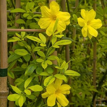 Jasminum mesnyi Gold Touch - Primrose jasmine