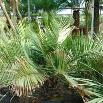 Jubaea chilensis - Chilean Wine Palm
