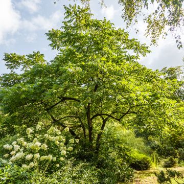 Juglans cinerea - Butternut