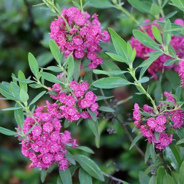Kalmia angustifolia Rubra - Sheep Laurel