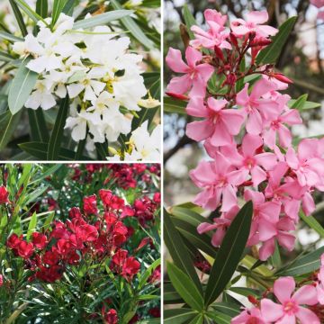 Nerium oleander - 5m hedge kit