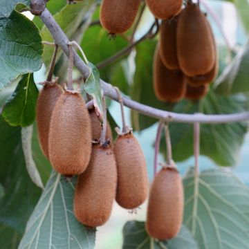 Kiwi Plant Bruno (female) - Actinidia chinensis