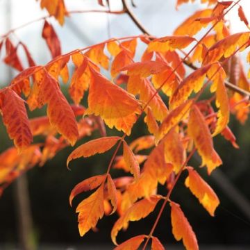 Koelreuteria paniculata Coral Sun