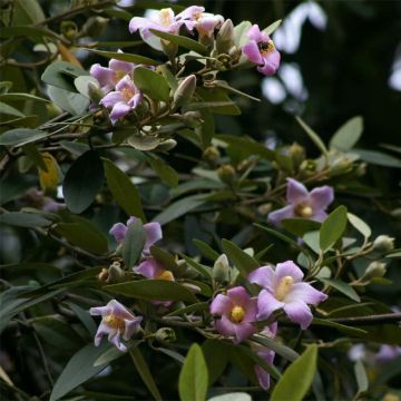 Lagunaria patersonii - Norfolk Island Hibiscus