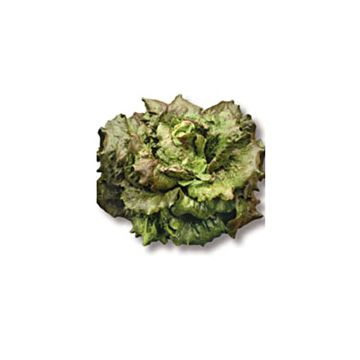 Batavia Lettuce Rossia - Lactuca sativa