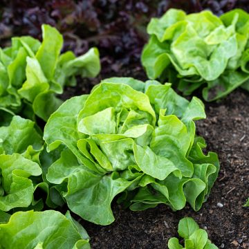 Lettuce All The Year Round - Lactuca sativa Lettuce All The Year Round - Lactuca sativa