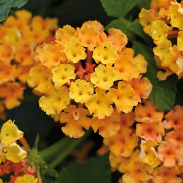 Lantana camara Bloomify Orange -  - West Indian Lantana
