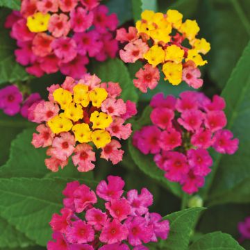 Lantana camara Bloomify Pink -  - West Indian Lantana