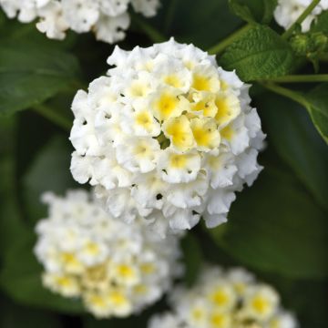 Lantana camara Bloomify White -  - West Indian Lantana