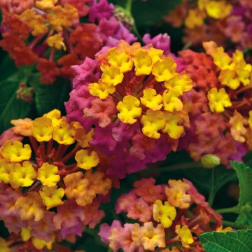 Lantana camara PassionFruit ('Ballanpaf') - Common Lantana, Spanish Flag, West Indian Lantana