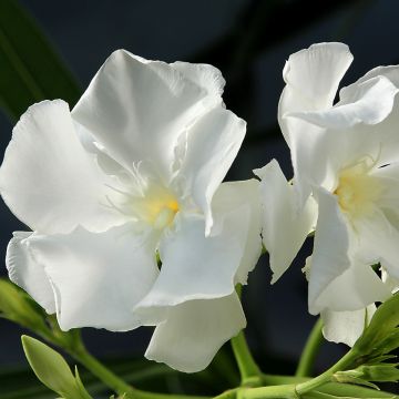 Nerium oleander Mont Blanc 