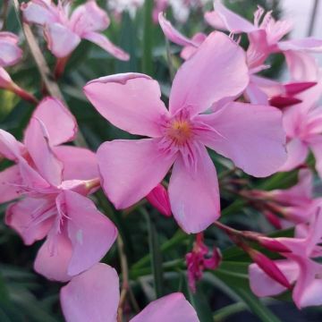 Nerium oleander Magaly