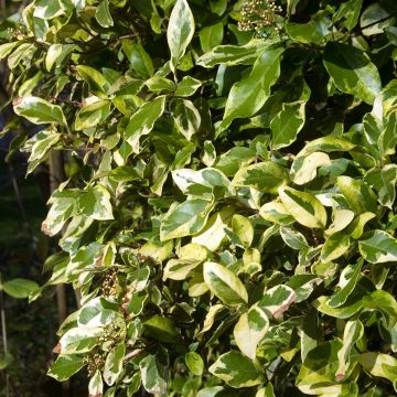 Laurier Tin panaché - Viburnum tinus variegatum Laurier Tin panaché - Viburnum tinus variegatum