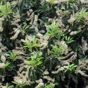 Prunus lusitanica Angustifolia - Portuguese Laurel