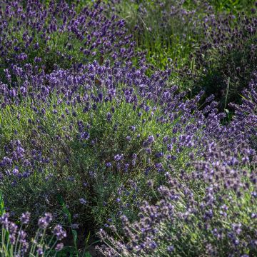 Lavandula angustifolia Havana - True Lavender