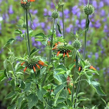 Leonotis nepetifolia seeds - Lion's tail