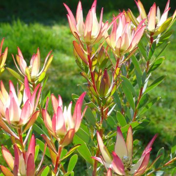 Leucadendron Jack Harre - Conebush Leucadendron Jack Harre - Conebush