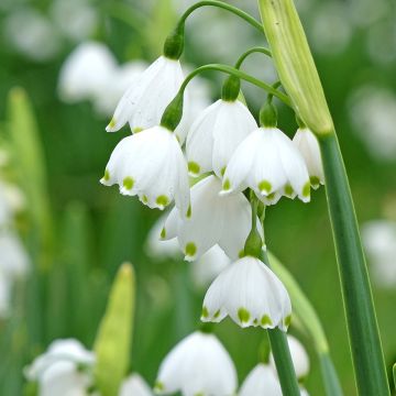 Leucojum aestivum Bridesmaid - Nivéole d'été