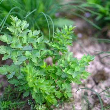 Ache des montagnes - Levisticum officinalis
