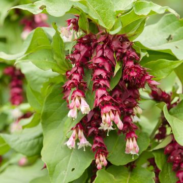 Leycesteria formosa seeds