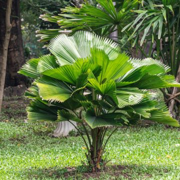 Licuala grandis - Ruffled Fan Palm Licuala grandis - Ruffled Fan Palm
