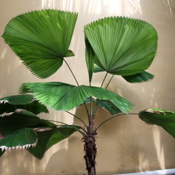 Licuala grandis - Ruffled Fan Palm