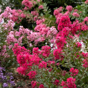 Lagerstroemia indica Gourmet Red Red Wine - Crape myrtle