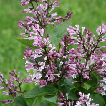 Syringa Baby Kim® - Dwarf Lilac