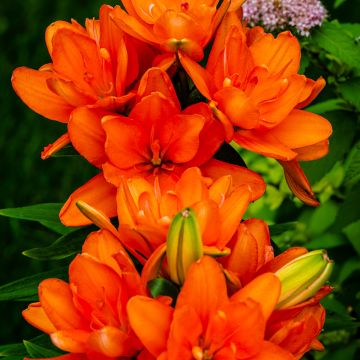 Lilium Hulk - Asiatic Lily