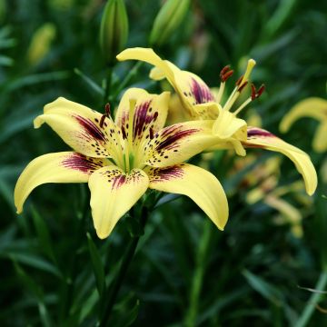 Lilium Pieton - Asiatic lily Lilium Pieton - Asiatic lily
