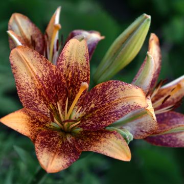 Lilium Tribal Dance - Asiatic Lily