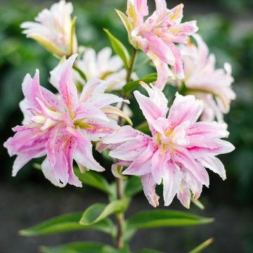 Lilium Magic Star