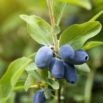 Lonicera caerulea Strawberry Sensation - Honeyberry