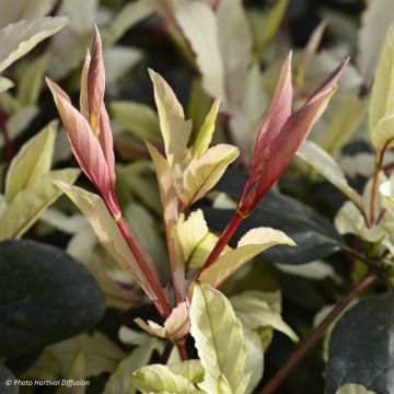 Lonicera japonica Pink Aperitif - Japanese Honeysuckle