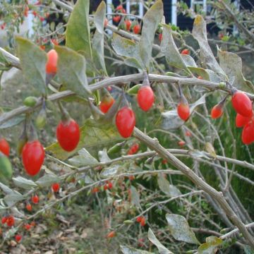 Goji - Lycium barbarum Goji - Lycium barbarum