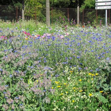 Wildflower seed mix for bees and pollinators