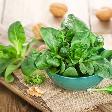 Mâche Verte de Cambrai - Vilmorin Mâche Verte de Cambrai - Vilmorin