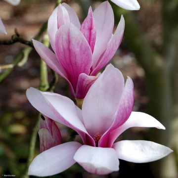 Magnolia x soulangeana