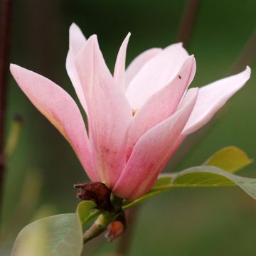 Magnolia x acuminata Blue Baby