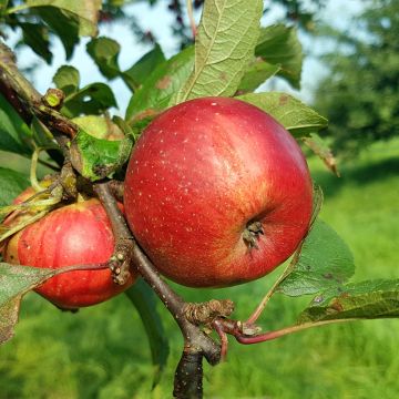 Apple Tree Kantówka Gdańska - Malus domestica