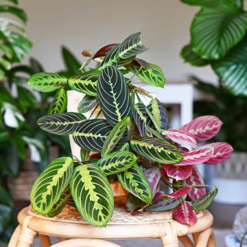 Maranta leuconeura Fascinator - Prayer plant