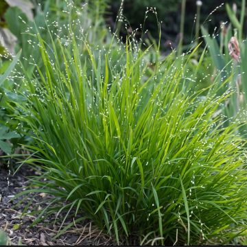 Melica uniflora f. albida