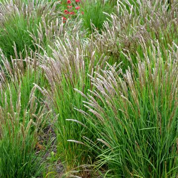 Melica ciliata - Mélique ciliée Melica ciliata - Mélique ciliée