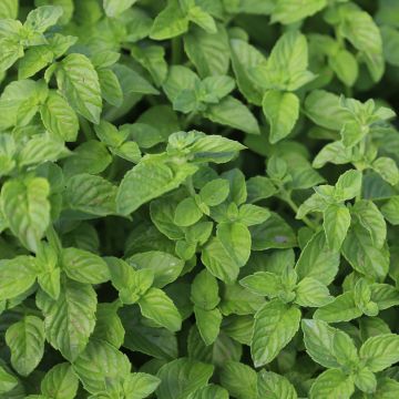 Spearmint - Mentha spicata in organic plant cultivation