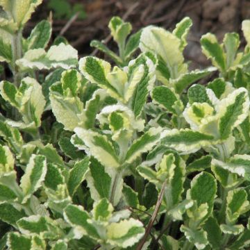 Variegated Mint - Mentha suaveolens Variegata