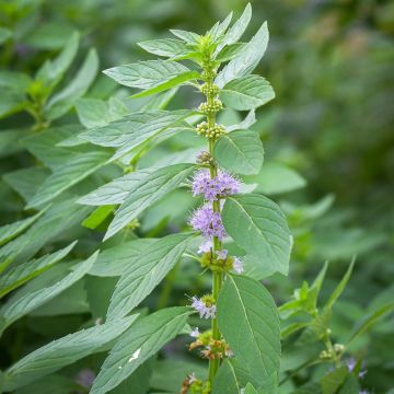 Mentha arvensis Thai - Thai mint